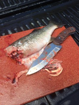 my knife with fish.jpg
