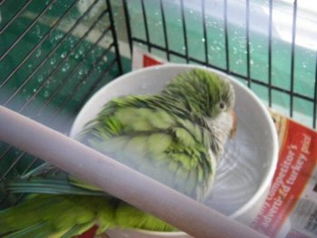 Sweetheart  11-25-11.jpg