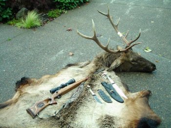Bull Elk 7[1].jpg