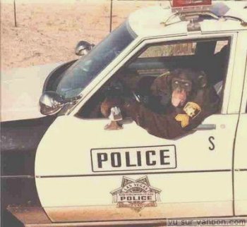 POLICE CHIMP.jpg