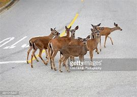 deer pm highway.png