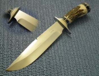 Stag Bowie F (600 x 457).jpg